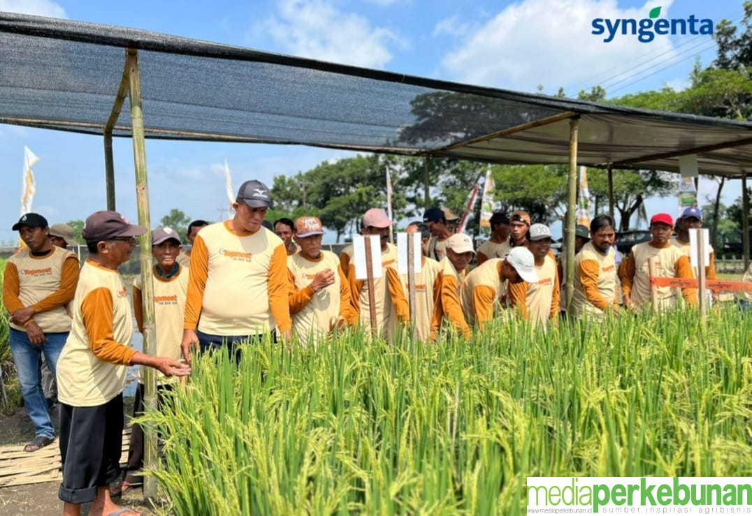 Sygenta Luncurkan Herbisida Padi Terbaru, Ini Tiga Keunggulannya