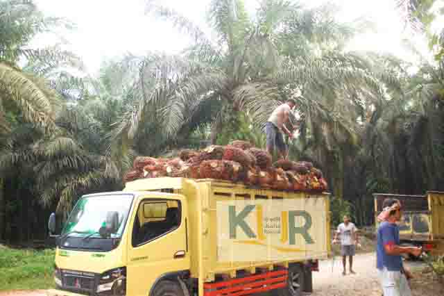 Produksi CPO Naik, Stok Meningkat