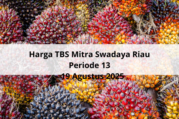 Saat HUT ke-80 RI, Naik Harga TBS Mitra Swadaya Riau Periode 13 – 19 Agustus 2025