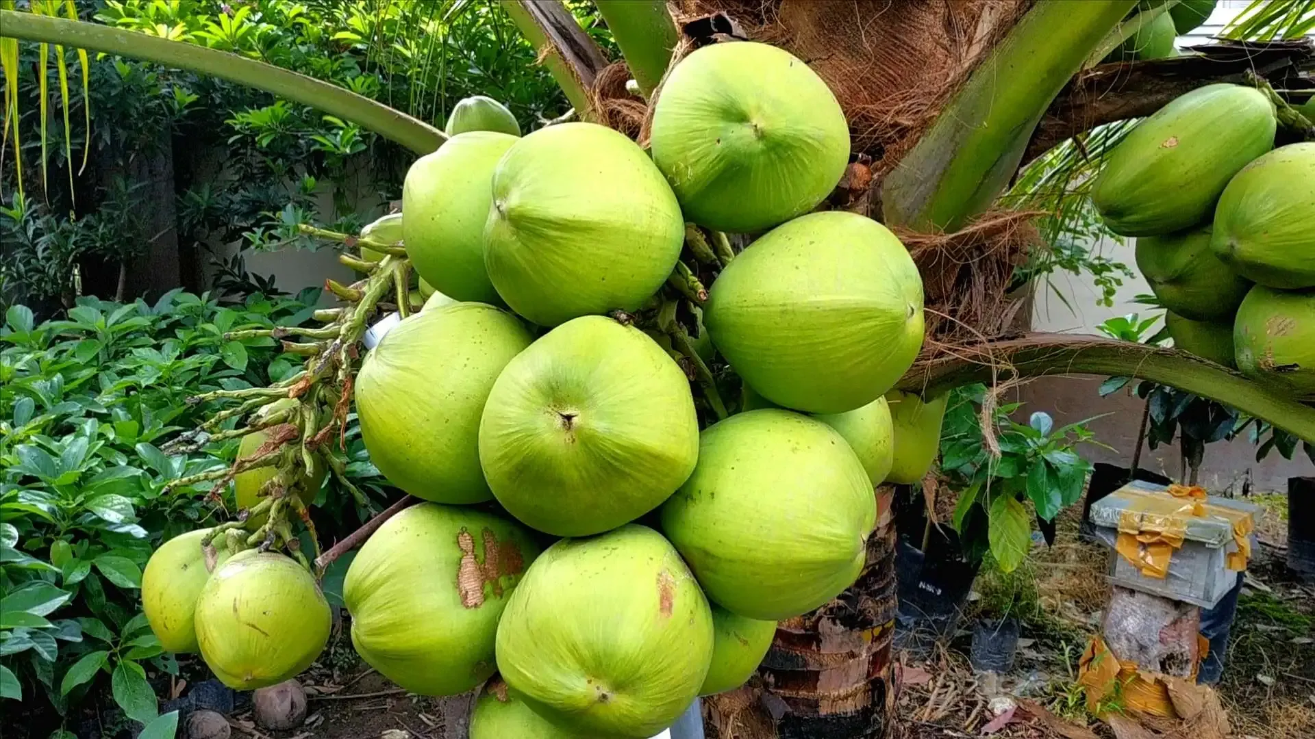 Gandeng Swasta, Kabupaten Lebak Siap Kembangkan Perkebunan Kelapa Pandan Manis