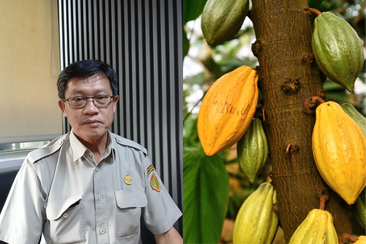 Harga Kakao Meroket! Petani Semangat, Tapi Benih Kakao Unggul Jadi Tantangan