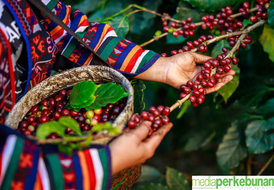 Kopi Arabika di Lereng Temanggung: Komoditas Alternatif Pemutus Ketergantungan Tembakau