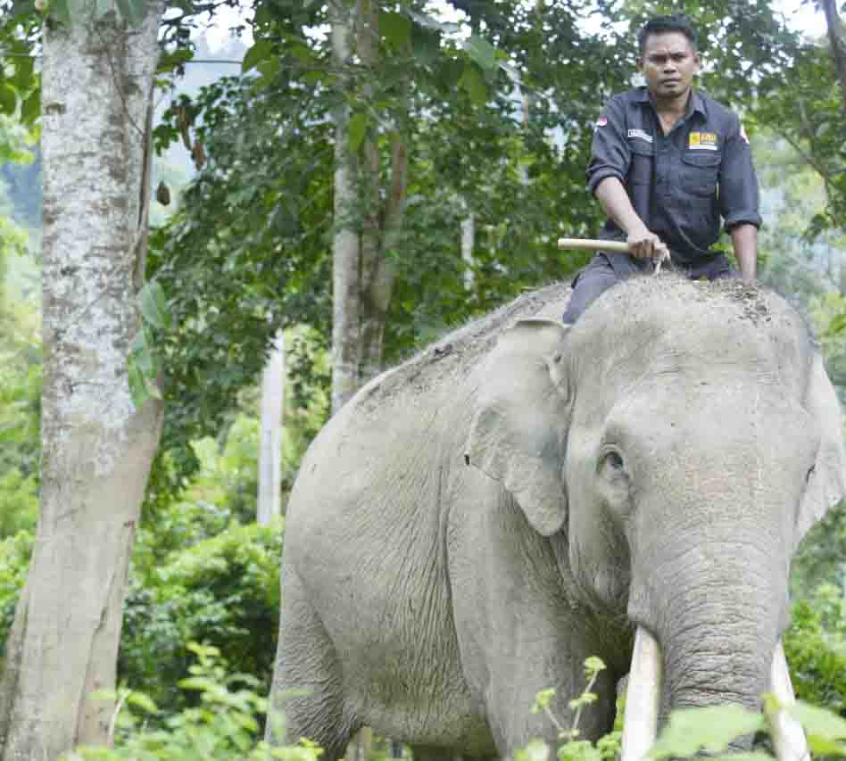 Anak Usaha Astra Agro Raih Penghargaan Konservasi Satwa