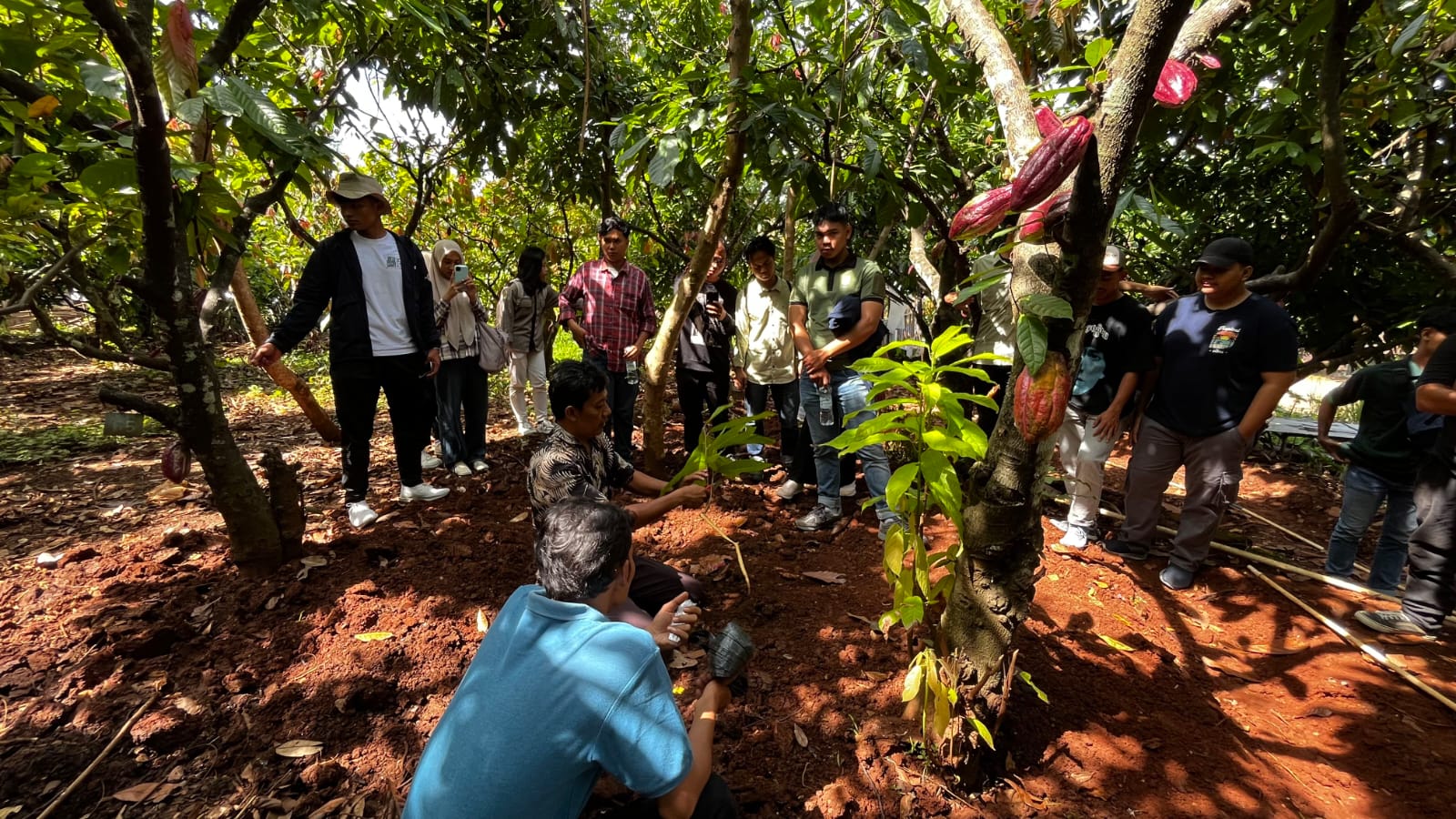 Hujan Lebat Bikin Harga Referensi Kakao Meroket untuk Periode Juni 2025