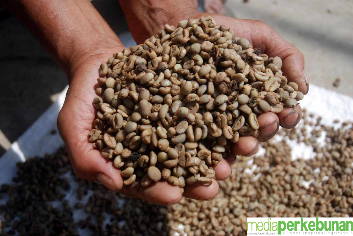 Harga Kopi Robusta Green Bean Februari 2024 Naik