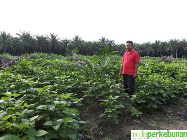Tumpang Sari, Solusi untuk Pendapatan Petani saat PSR