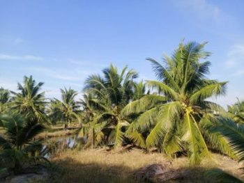 PENGEMBANGAN KELAPA HARUS BERKELANJUTAN, TERPADU DARI HULU HILIR