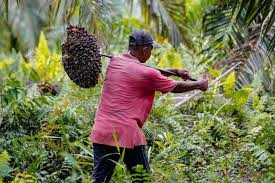 Melalui RAD KSB, Petani Sawit di Jambi Harus Mendapatkan Hal Ini