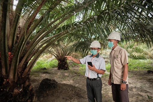 RGE – Apical, Wujudkan Industri Sawit Keberlanjutan
