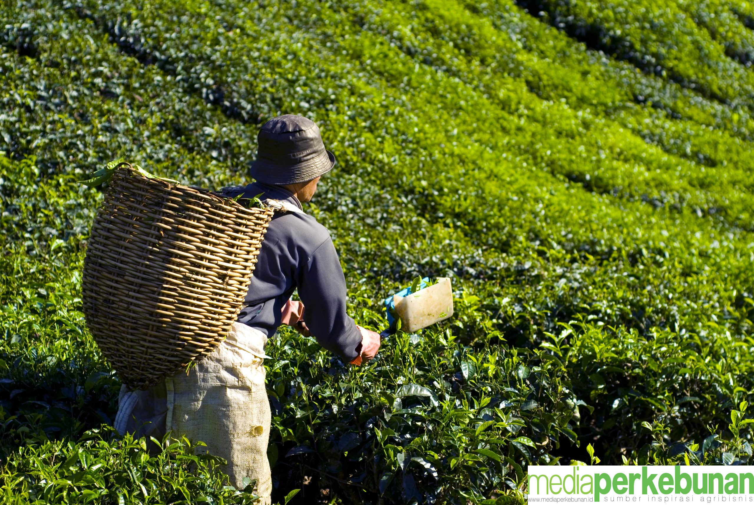 HUT Asosiasi Teh Indonesia ke 48: Revitalisasi Kebun Rakyat Kunci Peningkatan Produktivitas dan Kesejahteraan Petani