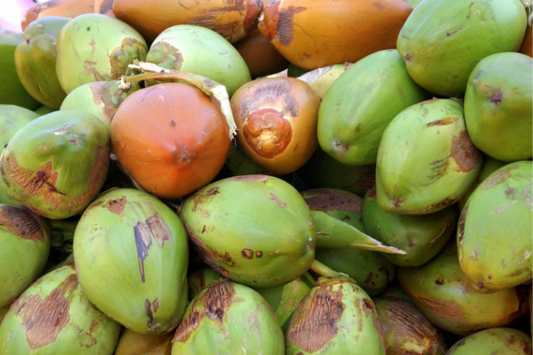 Jika Dipaksakan Moratorium, PERPEKINDO Minta Ada Harga Dasar Kelapa