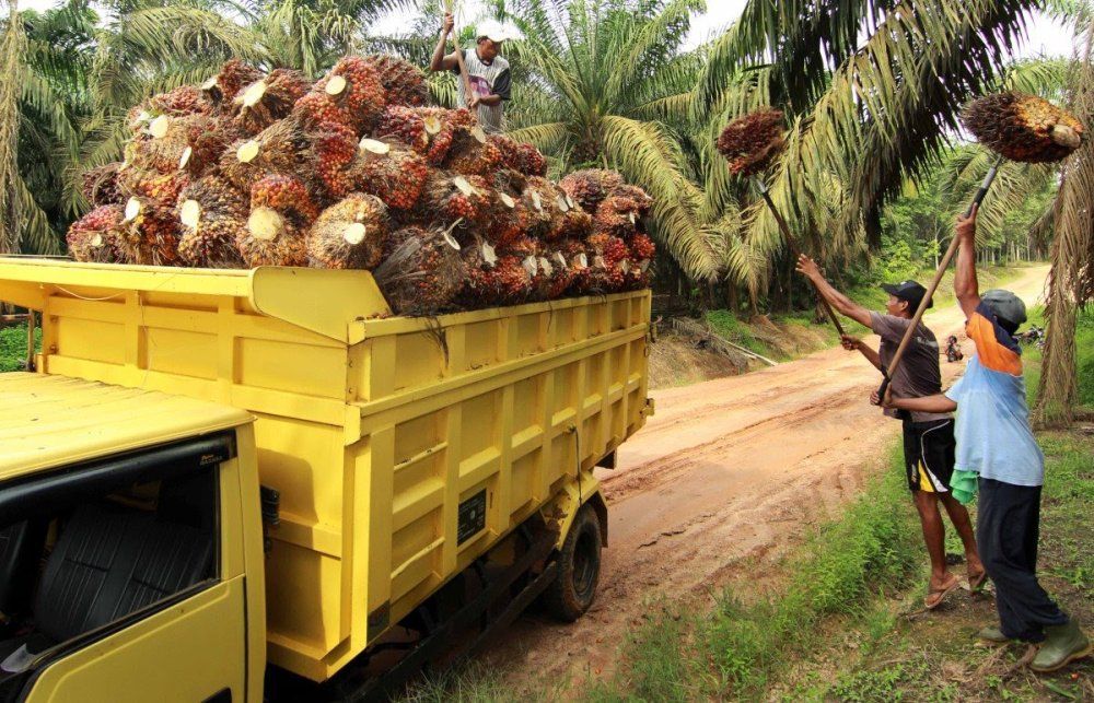 Harga Sawit Riau Rp 1.982,21 per Kg
