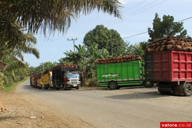 Harga Sawit Sumut Masih Naik