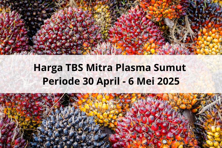 Begini Perkembangan Harga TBS Mitra Plasma Sumut Periode 30 April – 6 Mei 2025