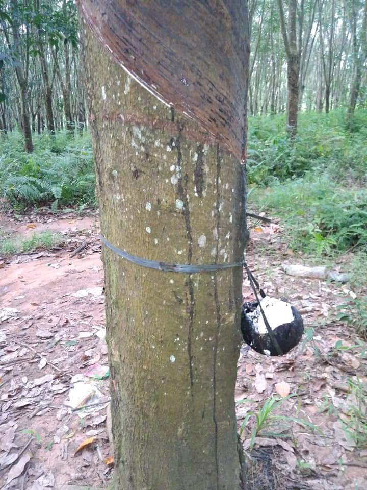 PENGEMBANGAN KARET 2021 1.100 HA
