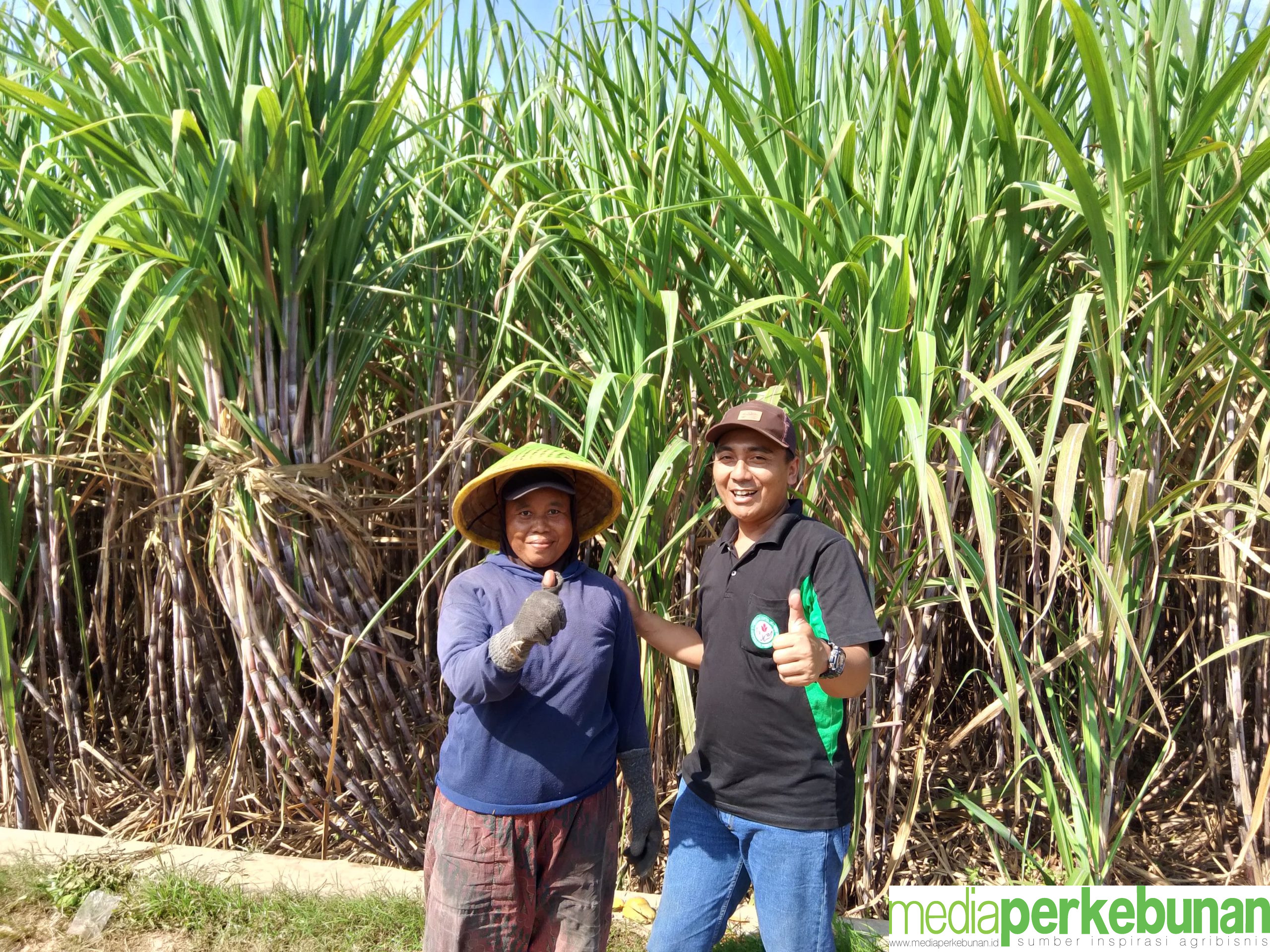 Dapatkan Bantuan Perluasan, Petani Tebu Purbalingga Terima Manfaat 2 Tahun