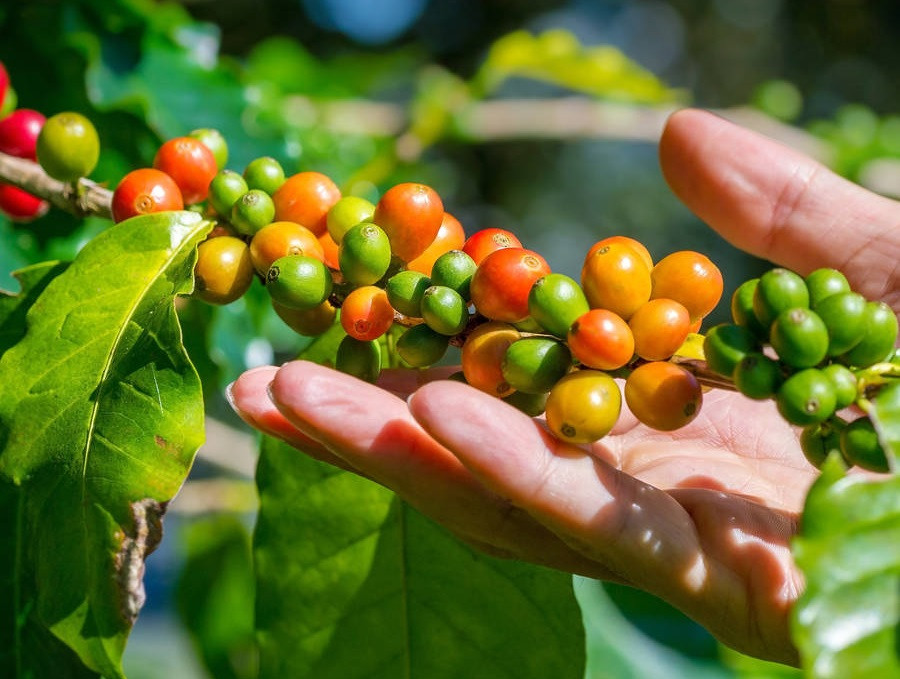 LUAS KEBUN KOPI VIETNAM MENYUSUT KARENA PEMBANGUNAN