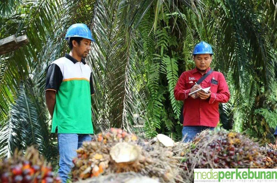 Harga TBS Mitra Plasma di Riau Naik Sedikit