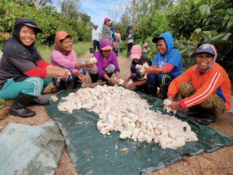 Mondelez Kolaborasi dengan Petani Kakao