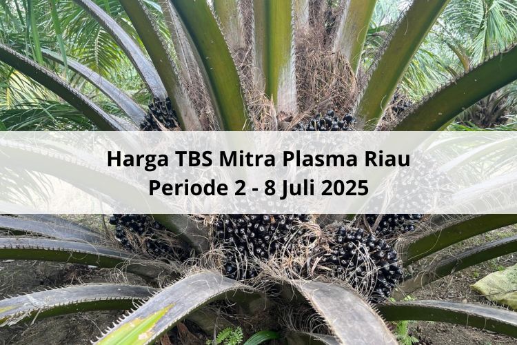 Awal yang Baik, Naik Tipis Harga TBS Mitra Plasma Riau Periode 2 – 8 Juli 2025