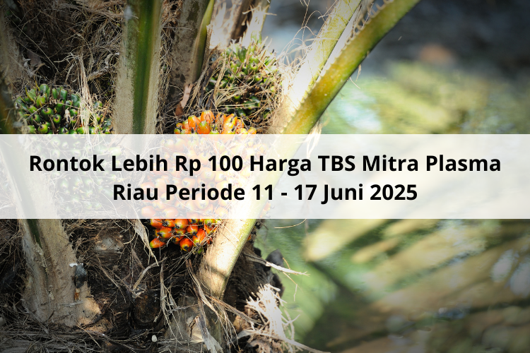 Rontok Lebih Rp 100 Harga TBS Mitra Plasma Riau Periode 11 – 17 Juni 2025