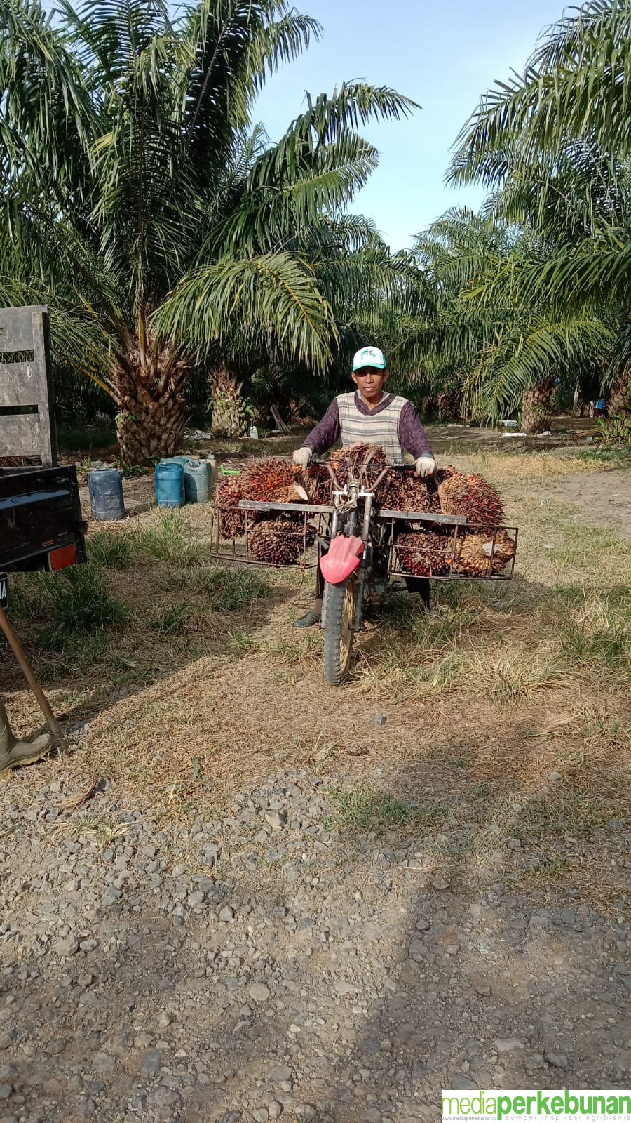 Masuki Akhir 2024 dan Awal 2025, Petani Sawit Mitra Plasma Jambi Kembali Gigit Jari