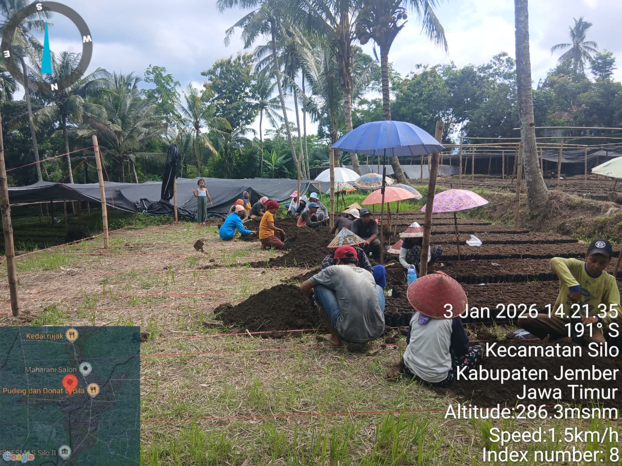 Hilirisasi Perkebunan Tumbuhkan Usaha Perbenihan