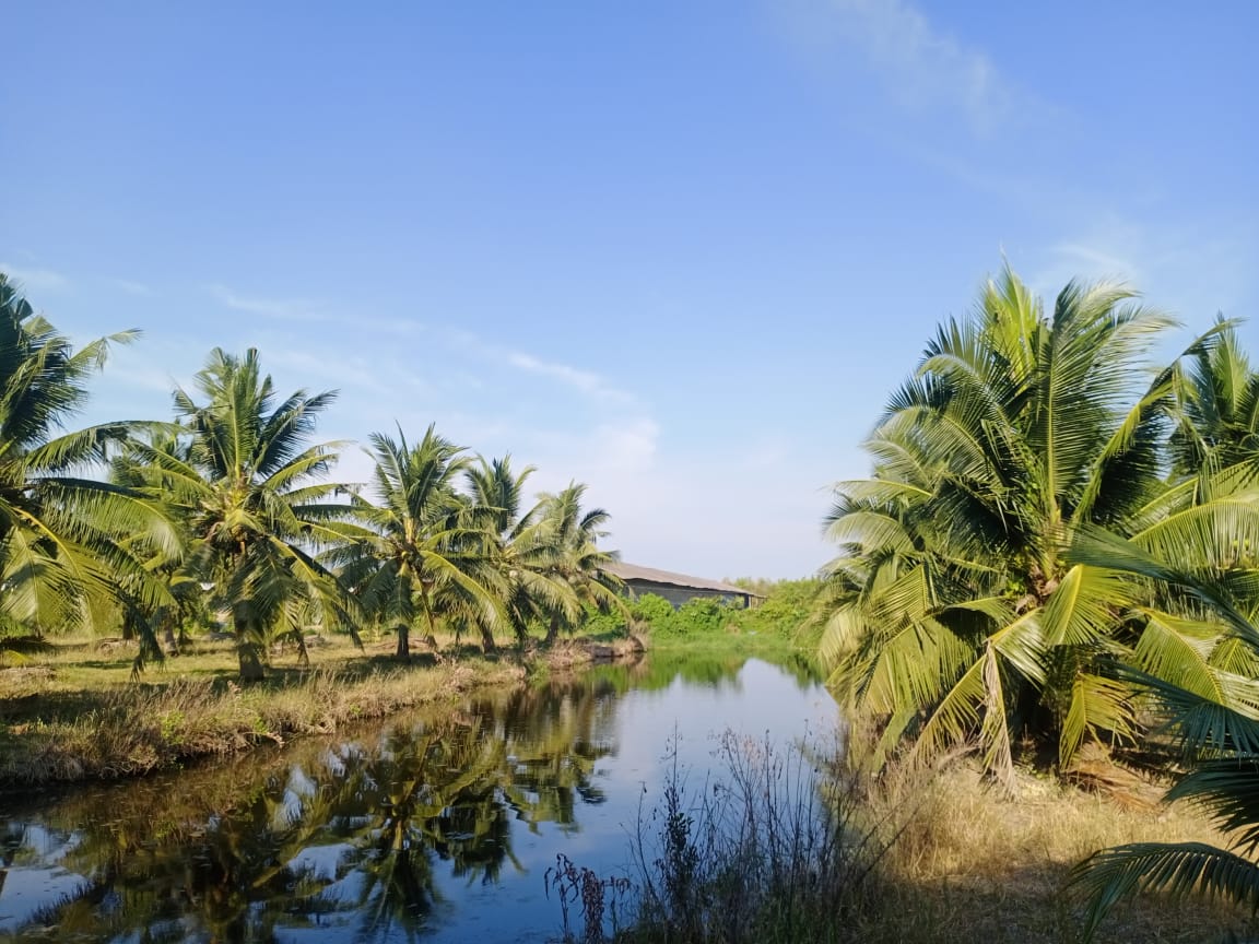 SINERGITAS PERKUAT PENGEMBANGAN KELAPA PANDAN WANGI