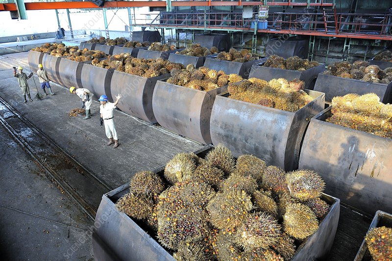 Efisiensi Energi dan Manajemen Uap di Pabrik Kelapa Sawit