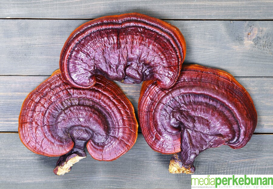 Ambil Manfaat Jamur Ganoderma Tak Boleh Asal, Perhatikan Hal-hal Berikut!