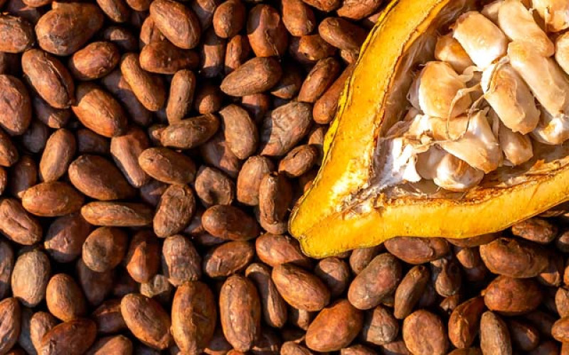 Harga Referensi Biji Kakao Kembali Menguat pada April 2024