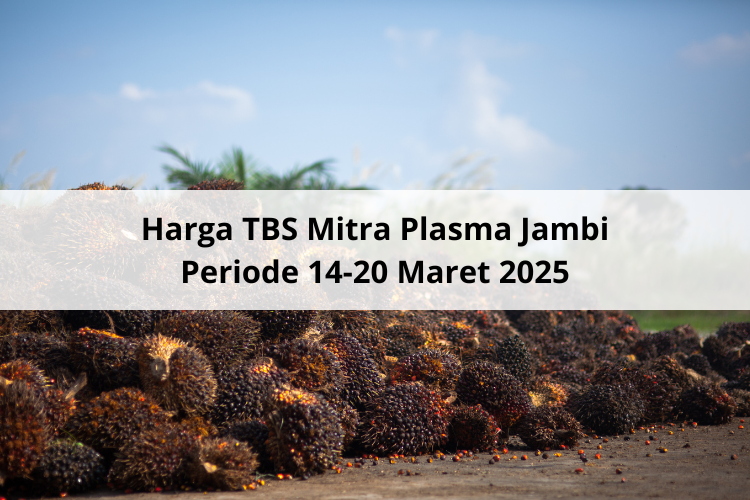 Enggak Sampai Naik Rp 15 Harga TBS Mitra Plasma Jambi Periode 14-20 Maret 2025