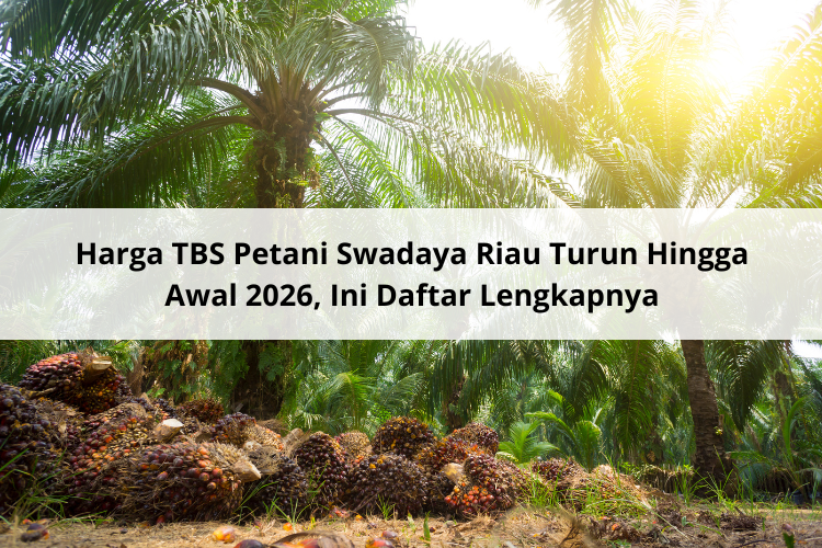 Harga TBS Petani Swadaya Riau Turun Hingga Awal 2026, Ini Daftar Lengkapnya