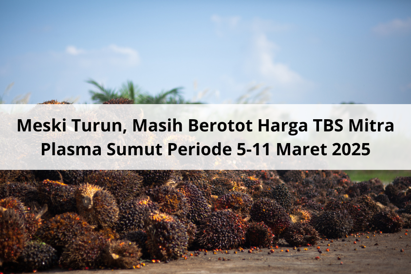 Meski Turun, Masih Berotot Harga TBS Mitra Plasma Sumut Periode 5-11 Maret 2025