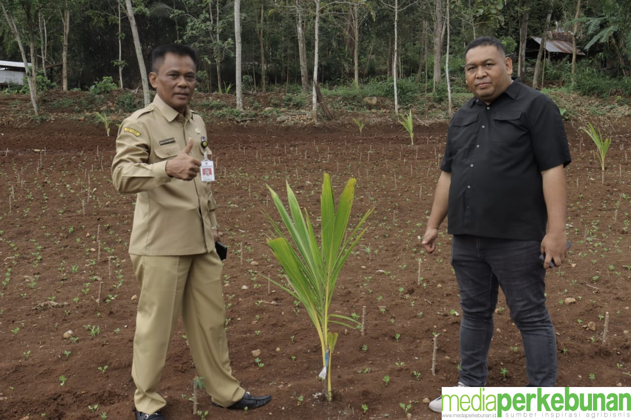 DIRJENBUN : KAWAL KEJAR 1 JUTA BATANG KELAPA DENGAN BAIK