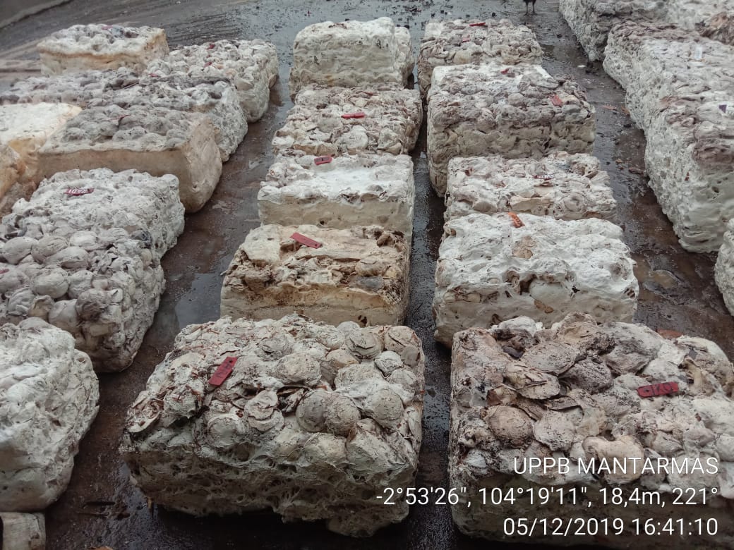 KENAIKAN HARGA KARET BELUM PENUHI HARAPAN PETANI