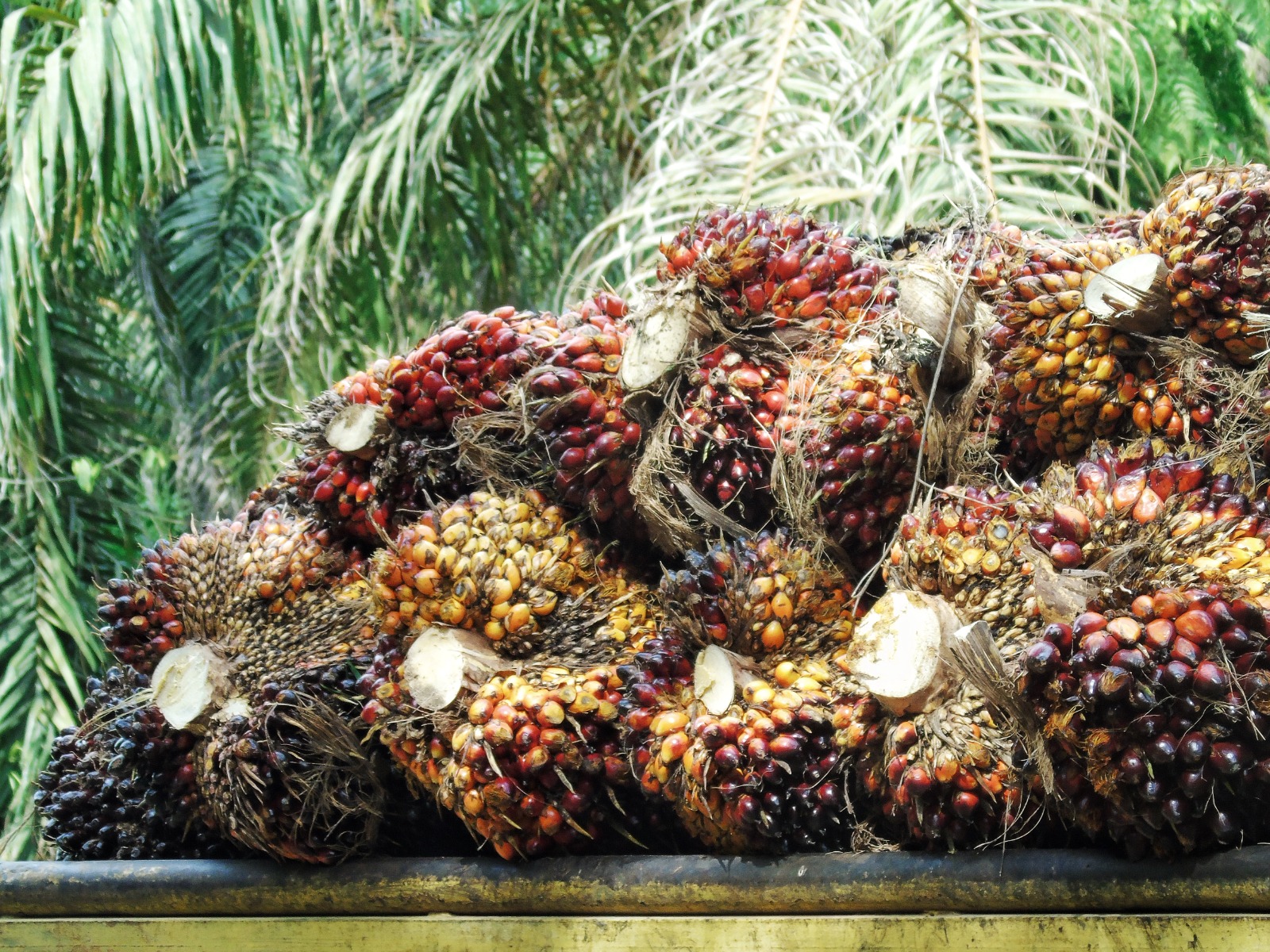 Harga TBS Sawit Sumatera Utara Periode 12–18 Agustus 2026 Turun, Umur 10–20 Tahun Jadi Rp3.902,10/Kg