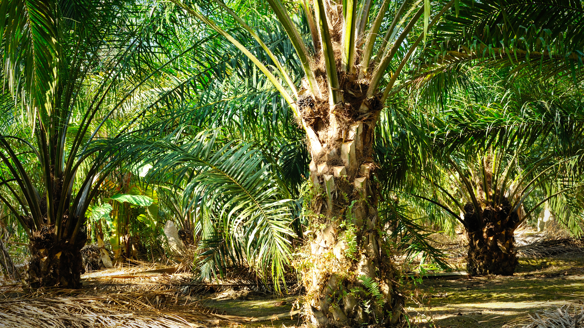 Mencabut Izin Tidak Otomatis Melindungi Hutan