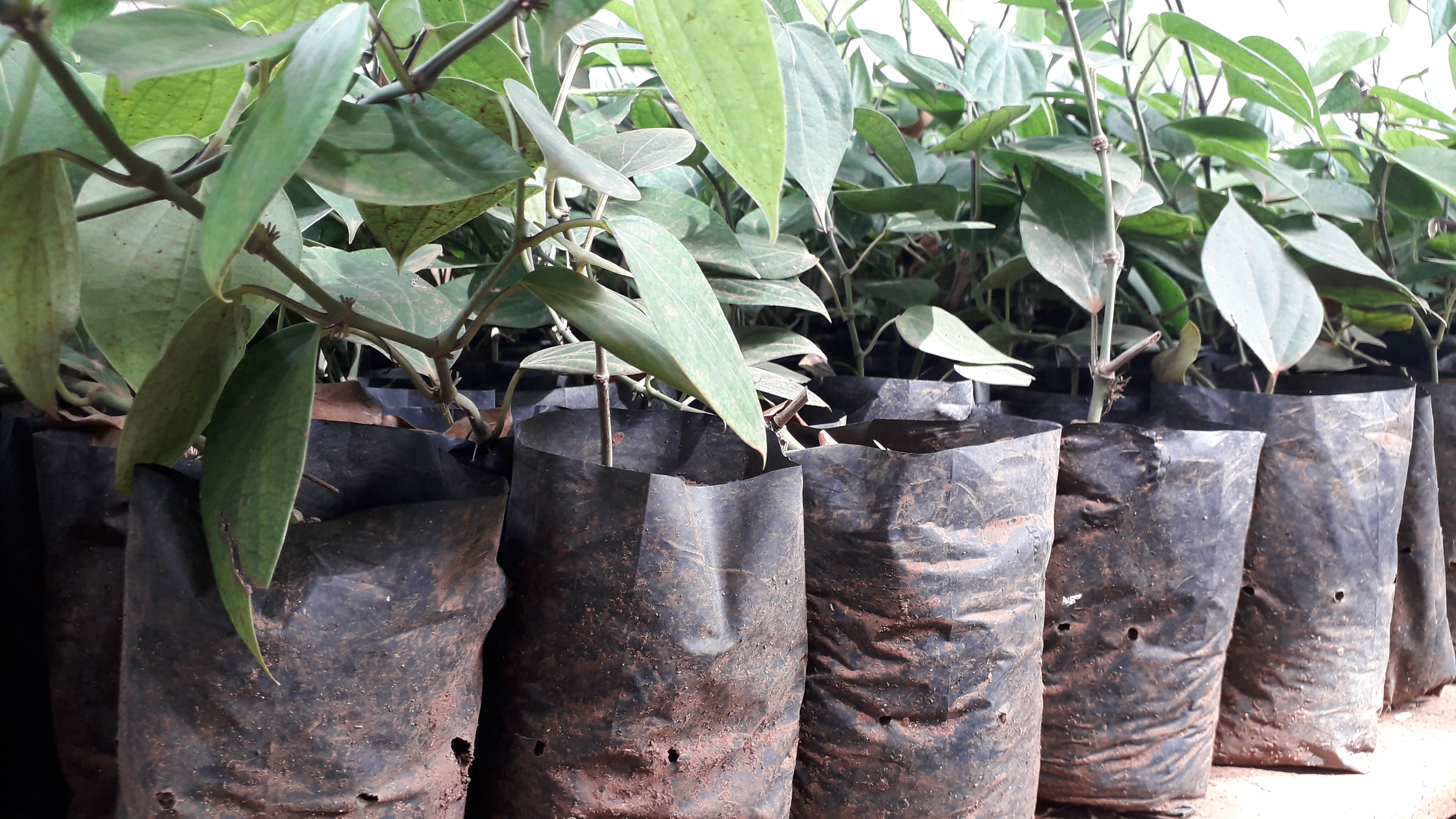 Desa Mandiri Benih Ciptakan Petani Berdikari