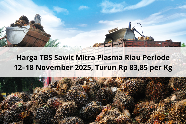 Harga TBS Sawit Mitra Plasma Riau Periode 12–18 November 2025, Turun Rp 83,85 per Kg