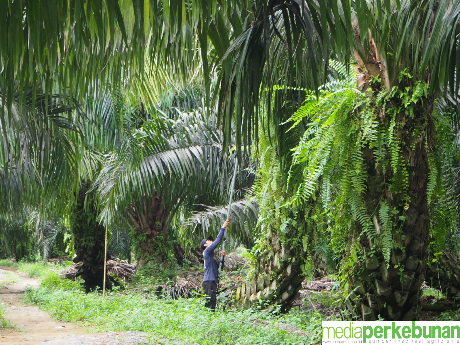Solusi Meningkatkan Kesejahteraan Petani Sawit Swadaya