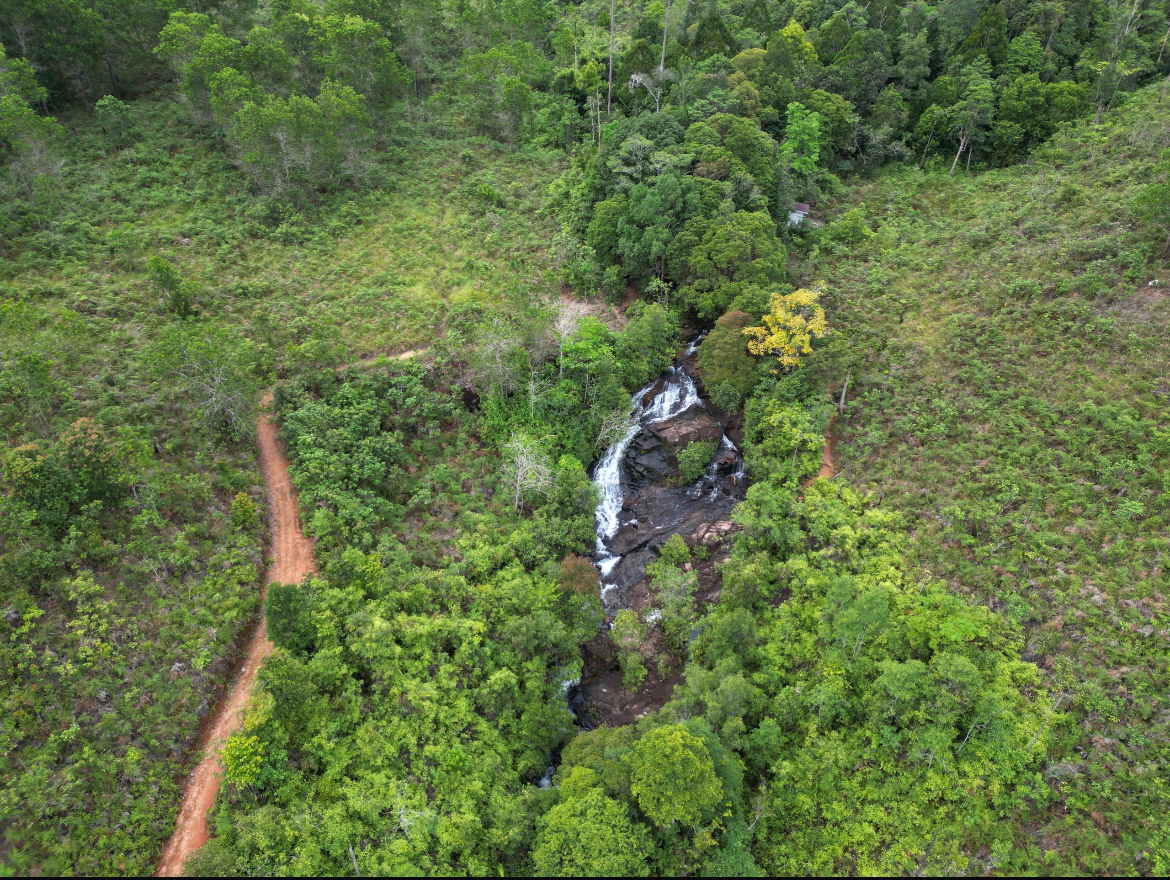 Belajar dari Hutan: Tentang Menjaga dan Bertumbuh Bersama 