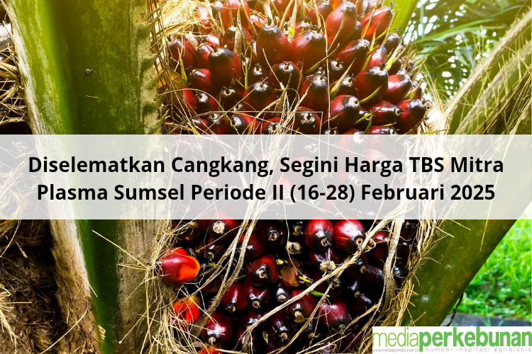 Diselematkan Cangkang, Segini Harga TBS Mitra Plasma Sumsel Periode II (16-28) Februari 2025