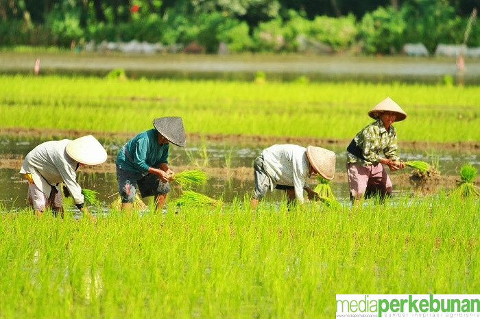 Petani Sepatan Sukses Tanam Musim Kedua, Dukung Ketahanan Pangan