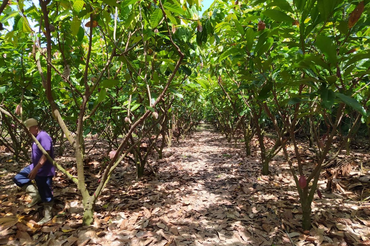 Perkebunan Kakao di Kabupaten Bener Meriah Didorong untuk Hilirisasi dan Agrowisata