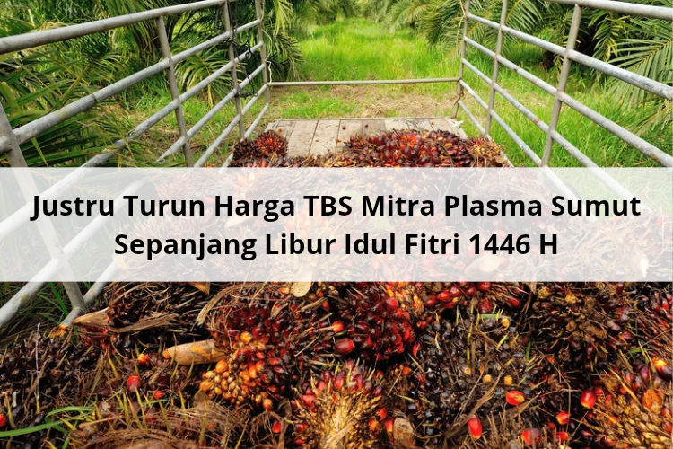 Justru Turun Harga TBS Mitra Plasma Sumut Sepanjang Libur Idul Fitri 1446 H