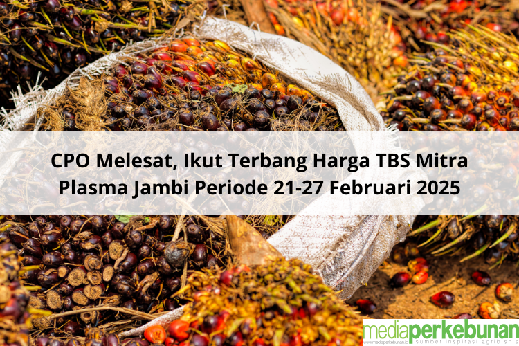 CPO Melesat, Ikut Terbang Harga TBS Mitra Plasma Jambi Periode 21-27 Februari 2025