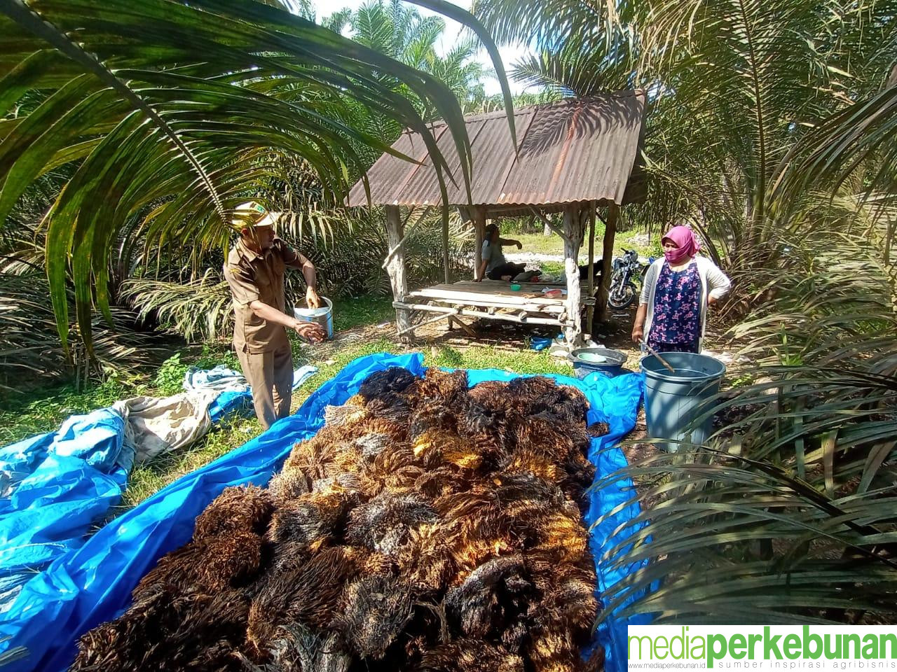 Penggunaan Tankos Sawit Jadi Pupuk