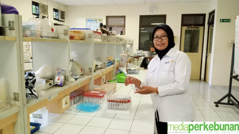 Bungkil Sawit Cocok untuk Pakan Ternak, tapi Punya Kelemahan