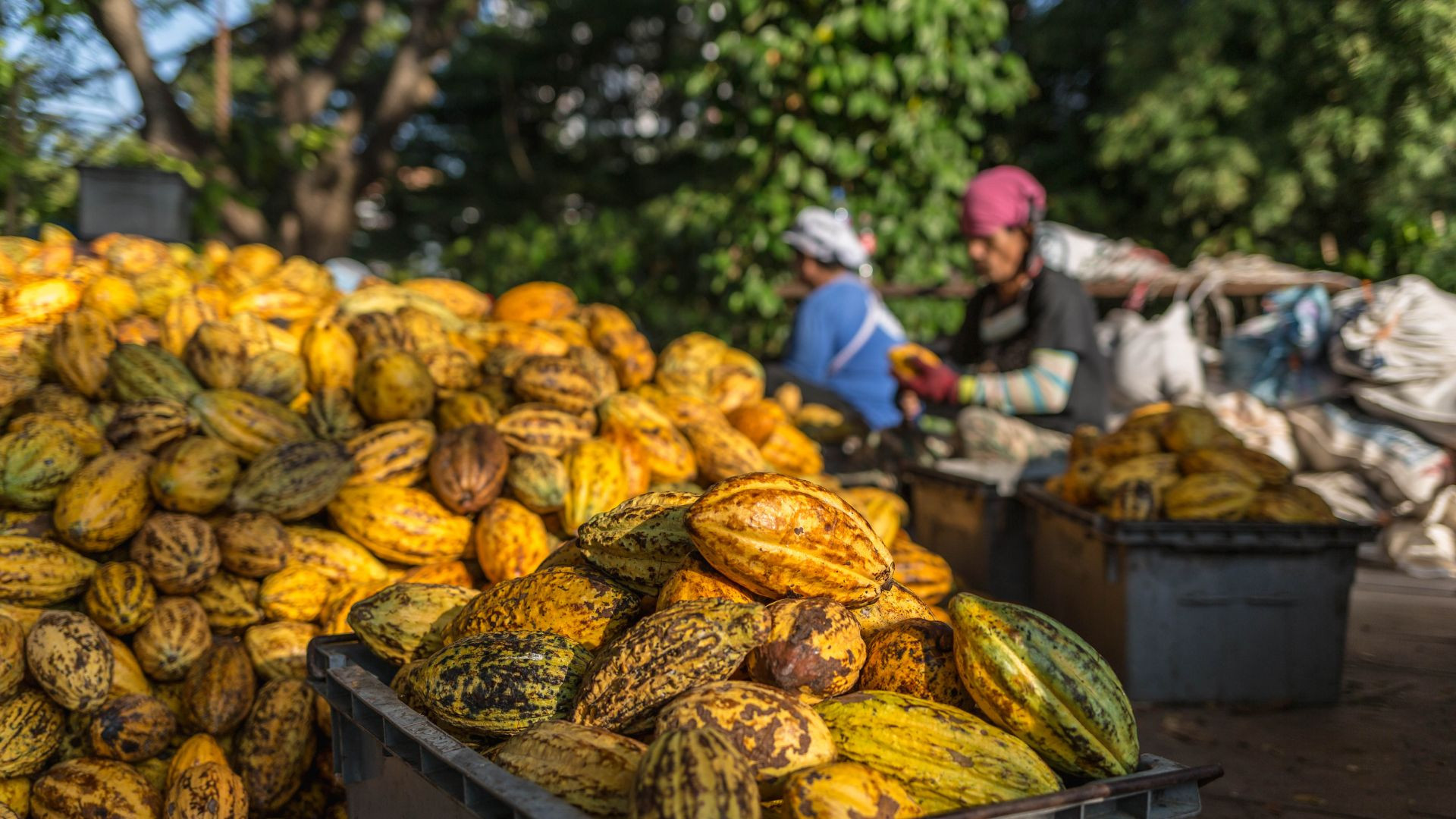 Harga Kakao Non Fermentasi November 2024 Masih Tergolong Tinggi